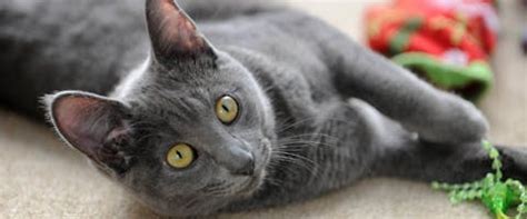 Gray Cat Breeds | TrustedHousesitters.com