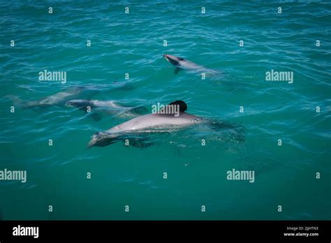 A Look at life in New Zealand. Hector's Dolphins: the smallest dolphin species in the world ...