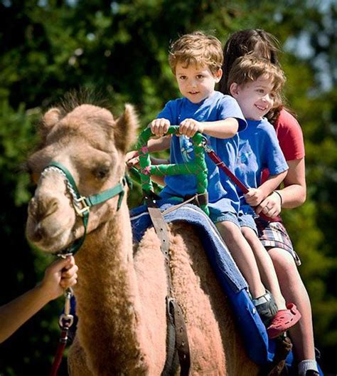 Camel Ride For Rent In Hyderabad For Birthday Party/Kids Party