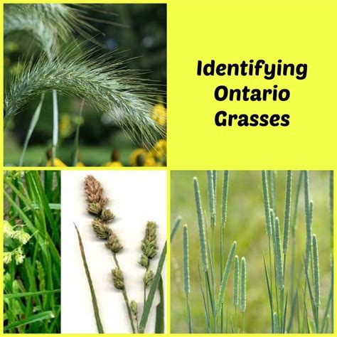 Identifying Different Grasses | Grass, Grass hay, Pets