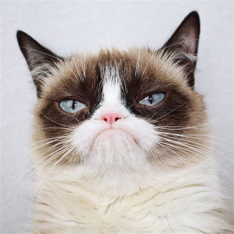 Fluffy, grumpy cat. | We Know How To Do It