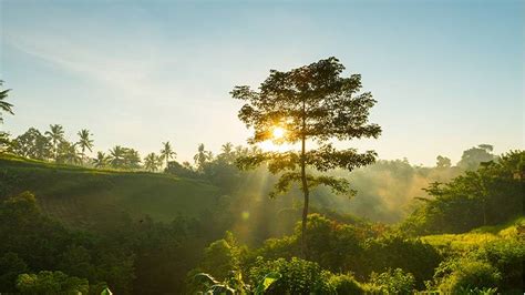 Extinct Pernambuco Holly Tree Rediscovered after Two Centuries in Brazil - GreenCitizen