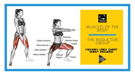 Muscles of the Body – The Adductor Group - Parallel Coaching