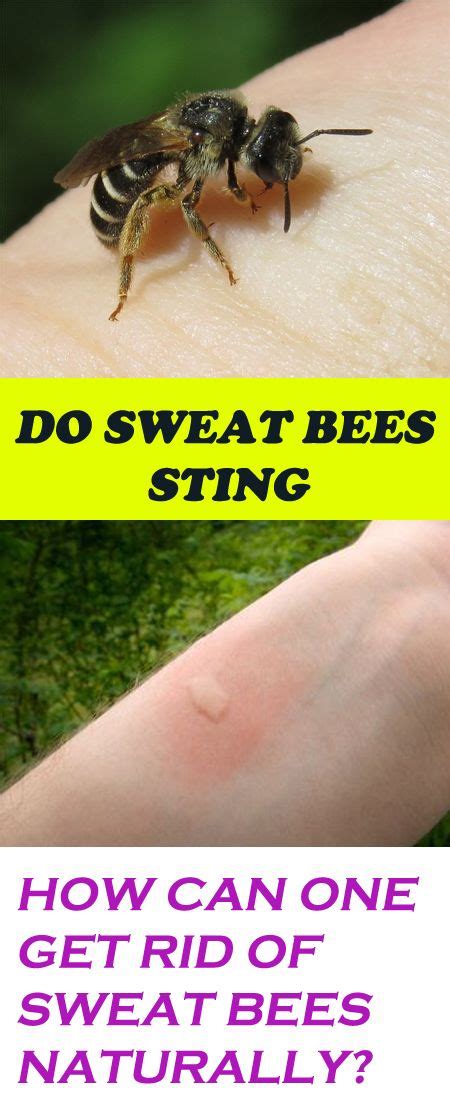 Do You Know That Sweat Bees Sting And How To Get Rid Of Them Naturally | Sweat bees, Sweat bee ...