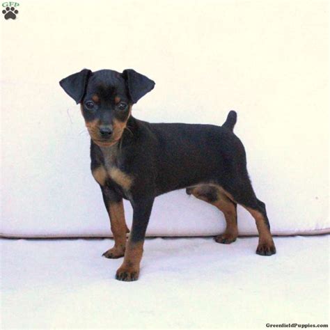 Miniature Pinscher Puppies for Sale - Greenfield Puppies