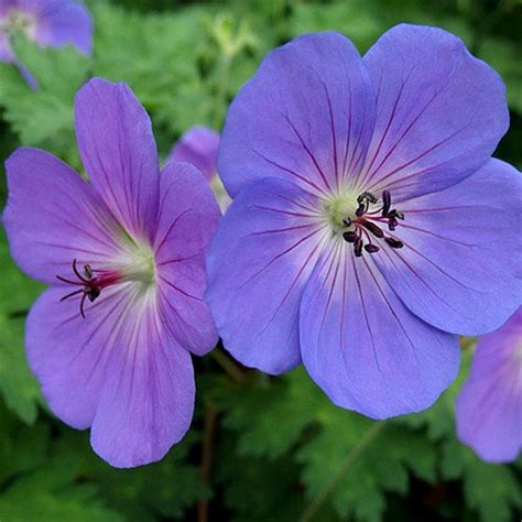 Geranium Rozanne liners from Emerald Coast Growers