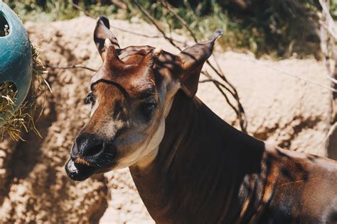 Cheyenne Mountain Zoo - John Zajac