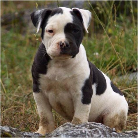 Catahoula Bulldog - Breeders, Puppies, Pictures, Facts, lifespan ...