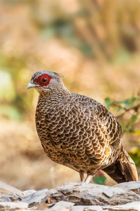 The Female Kalij Pheasant (Lophura Leucomelanos) Stock Image - Image of close, color: 29753037