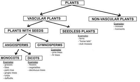 Non Vascular Plant Diagram