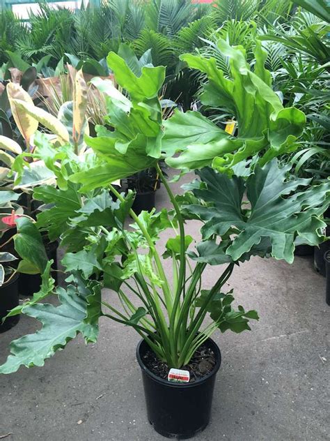 Philodendron "Hope" 7" Pot - Hello Hello Plants & Garden Supplies