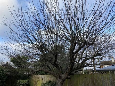 Old apple tree - pruning - TIDY GARDENS maintenance