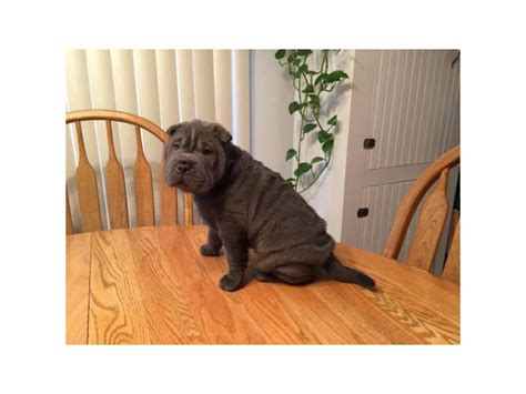 Shar Pei Puppies Muscatine - Puppies for Sale Near Me