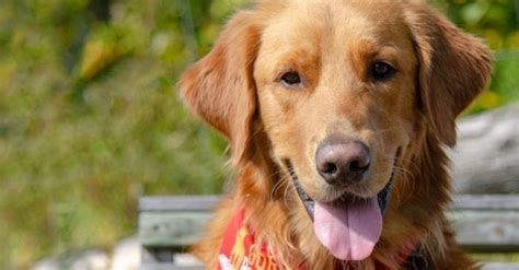 Canadian Golden retriever: What makes them different