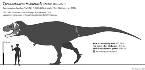 Tyrannosaurus mcraensis skeletal reconstruction by Paleonerd01 on ...