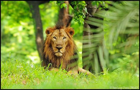 Lion | Gir forest, Forest animals, Asiatic lion
