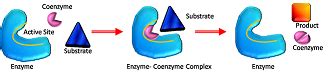 Coenzyme: Definition & Examples - Lesson | Study.com