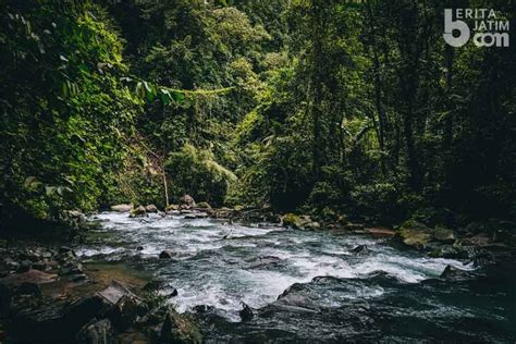 Mengenal Hutan Hujan, Ekosistem Tertua Dunia