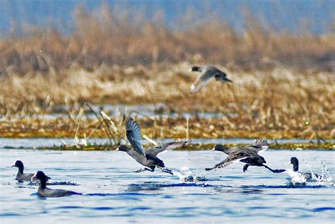 Hokersar -The Heaven of Migratory Birds