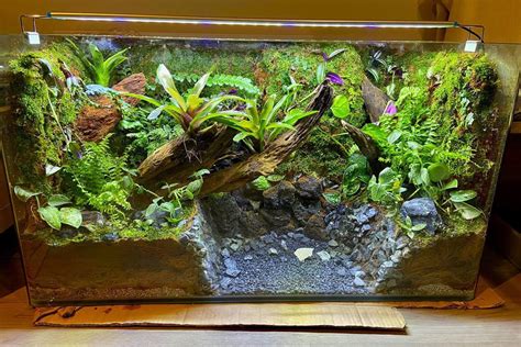 514 best r/paludarium images on Pholder | Thoughts on my newly set up Tiger Salamander paludarium