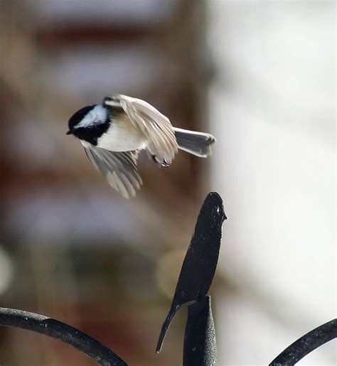 Free Black Capped Chickadee In Flight Stock Photo - FreeImages.com