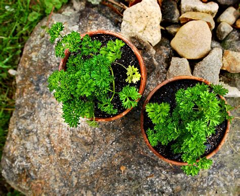 How to grow parsley: it's easy with our expert tips | Gardeningetc