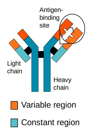 What is an Epitope? - Custom Antibodies | ProSci