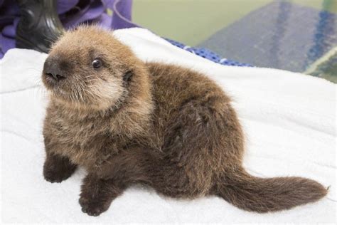 Questo cucciolo di lontra vi conquisterà | Cuccioli di lontre, Cuccioli ...