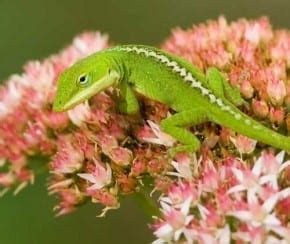 Green Anole Lizard Care - WhitePython™