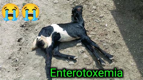 Symptoms Of Enterotoxemia || enterotoxemia in goat || enterotoxemia in cattle || - YouTube