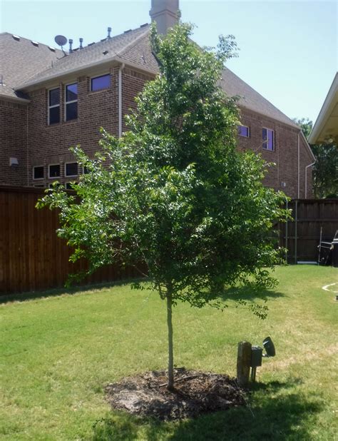 Lacebark Elm Tree - Dallas, Texas - Treeland Nursery