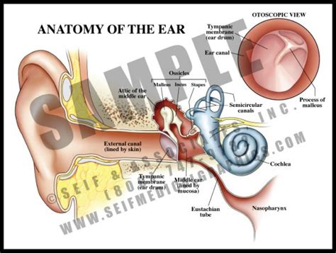 Anatomy of the Ear - S&A Medical Graphics