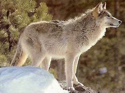 Great Plains wolf - Alchetron, The Free Social Encyclopedia