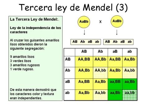 Cuadro De Punnet Tercera Ley De Mendel - Masamo