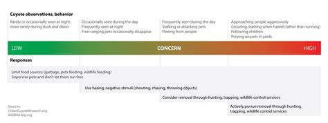 Coyote Observations, Behavior and Reports | Greenwich, CT