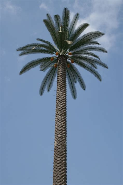 FUJAIRAH IN FOCUS: New Palm Tree Named in Fujairah While Palm Festival Meets in Abu Dhabi