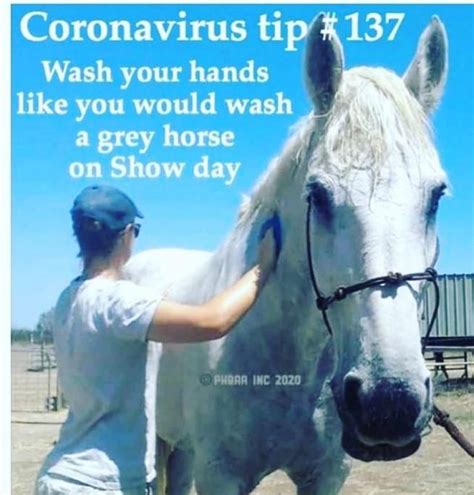 The Best Horse Related COVID-19 Memes on the Internet | HORSE NATION