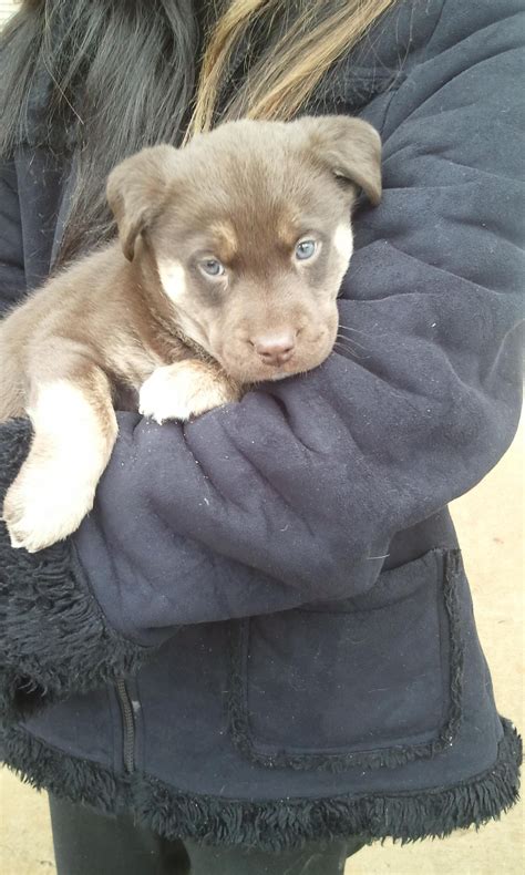 Rottweiler Husky Puppies / 99 Rottweiler Husky Mix Puppies For Sale ...