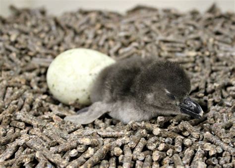 Zoo Born Penguin Egg, Penguin Love, Baby Animals Pictures, Newborn Animals, Animal Babies ...