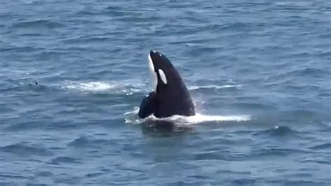 Very Rare Orca Pod Sighting in Monterey Bay | The Weather Channel