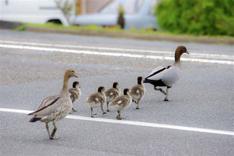 Duck Family Crossing The Road Photograph by Photo By Tse Hon Ning - Pixels