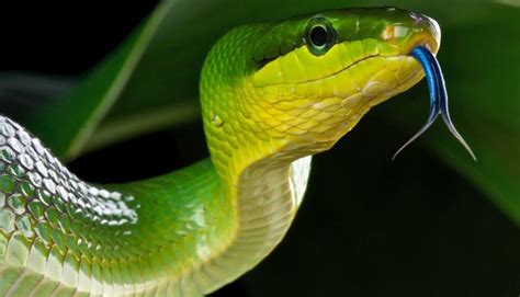 Green Rat Snake (Gonyosoma oxycephalum) - SnakeTracks.com