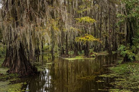 Haunting of Manchac Swamp in Louisiana | Into Horror History | J.A. Hernandez