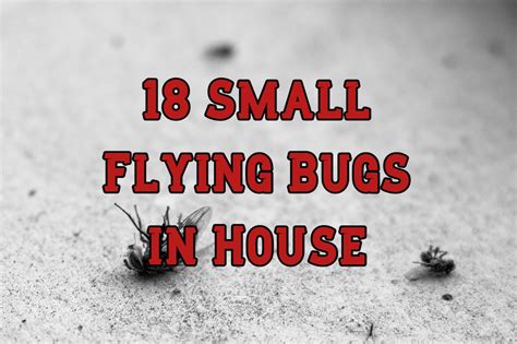 18 Small Flying Bugs in House (And How to Get Rid of Them)