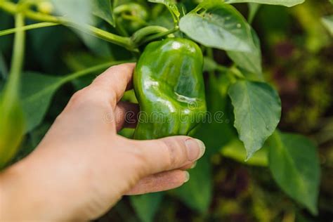 Gardening and Agriculture Concept. Female Farm Worker Hand Harvesting ...