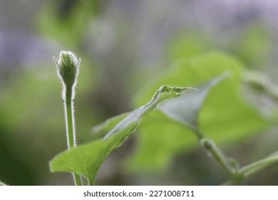 Green Plants Known Autotrophs Autotrophic Plants Stock Photo 2271008711 | Shutterstock