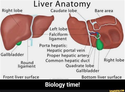 Liver Anatomy Right lobe Caudate lobe Bare area Left lobe Falciform ...