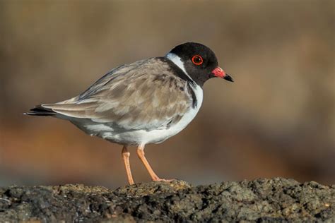 Hooded Plover, Surf Beach Phillip Island – Ausbirds