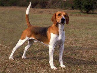 Harrier Dog Breed Information and Pictures - PetGuide | PetGuide