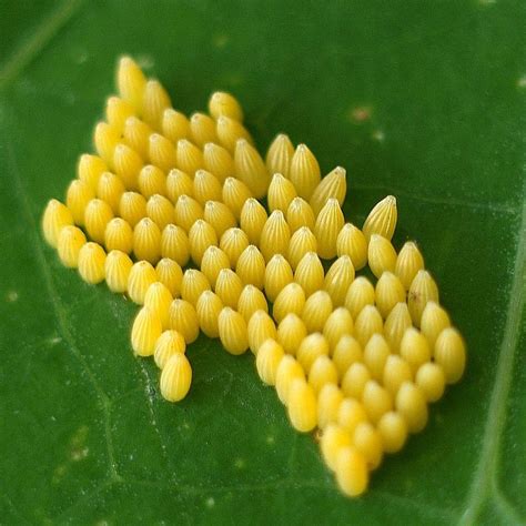 Butterfly Eggs Look Like - Butterfly Mania